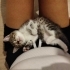 Ücretsiz yavru kedi sahiplendirme fotoğraf