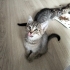 İzmir'den ücretsiz kedi sahiplendirme fotoğraf