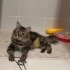 Sevecen, Peluş Kestanem fotoğraf