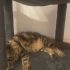 Sevecen, Peluş Kestanem fotoğraf