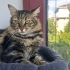 Sevecen, Peluş Kestanem fotoğraf