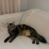 Sevecen, Peluş Kestanem fotoğraf