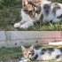 İki kardeşe yuva arıyorum fotoğraf