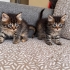 Minik patilere ömürlük yuva fotoğraf