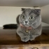 Çevresiyle uyumlu sevdiği zaman hemen kendini sevdiren asla ısırmayan bir kedi fotoğraf