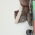 Çevresiyle uyumlu sevdiği zaman hemen kendini sevdiren asla ısırmayan bir kedi fotoğraf