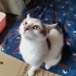 Pırıl Yuva Arıyor fotoğraf