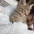 İŞ YERİMDE ANNESİ TERK EDEN BİR KEDİ fotoğraf