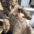 İŞ YERİMDE ANNESİ TERK EDEN BİR KEDİ fotoğraf