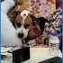 Acil yuva arıyorum fotoğraf
