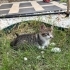 Tatlı Bebek Yuvasız Kalmasın fotoğraf