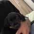Anne terrier- cocker Baba: fino melez 8 haftalık ücretsiz fotoğraf