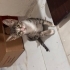 5 kardeşe yuva arıyoruz fotoğraf
