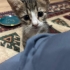 Enerjik, Akıllı ve Sevimli; Sissy Yeni Yuvasını Bekliyor fotoğraf