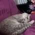 ACIL SAHIPLENDIRILICEK BRITISH SHORTHAIR fotoğraf