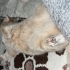 ACIL SAHIPLENDIRILICEK BRITISH SHORTHAIR fotoğraf