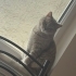ACIL SAHIPLENDIRILICEK BRITISH SHORTHAIR fotoğraf