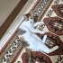 Aşıları tam çok akıllı, kucakçı fotoğraf