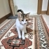 Aşıları tam çok akıllı, kucakçı fotoğraf