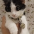 Yavru smokin kedi fotoğraf