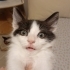 Yavru smokin kedi fotoğraf