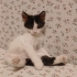 Yavru smokin kedi fotoğraf