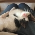 Yavru smokin kedi fotoğraf