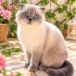 Scottish Blue Point prenses ömürlük yuvasını arıyor fotoğraf