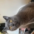 Çok uysal zararsız sevgi istiyen bi kedi fotoğraf