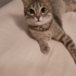 BRİTİSH SORTHAİR MELEZİ..!! fotoğraf