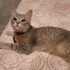 BRİTİSH SORTHAİR MELEZİ..!! fotoğraf