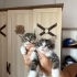 İki Kardeş Bebeğe Acil Yuva fotoğraf