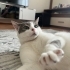 Hastalıktan dolayı acil kalıcı yuva arıyoruz fotoğraf