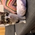 Yumoş Tekir Kedi fotoğraf