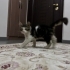 Yumoş Tekir Kedi fotoğraf