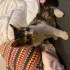 Yumoş Tekir Kedi fotoğraf