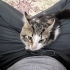 Yumoş Tekir Kedi fotoğraf