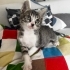 İncir 1,5 aylık çok tatlı bir çocuk çok akıllı güzel bir yıva fotoğraf