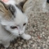 2 aylık sokakta acil fotoğraf