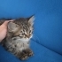 Minik pofidik prenses yuvasını arıyor fotoğraf