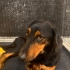 Dachshund kırması, 3 buçuk aylık dişi. Parlaktüylü harika bebek🧿🐶 fotoğraf