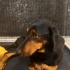 Dachshund kırması, 3 buçuk aylık dişi. Parlaktüylü harika bebek🧿🐶 fotoğraf