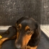 Dachshund kırması, 3 buçuk aylık dişi. Parlaktüylü harika bebek🧿🐶 fotoğraf