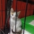 Tatlı mı tatlı bal kaymak yavrulara yuva fotoğraf