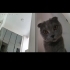 Masum Gri küçük panter fotoğraf