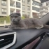 Masum Gri küçük panter fotoğraf