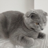 Masum Gri küçük panter fotoğraf