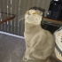 Masum Gri küçük panter fotoğraf