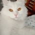 Van kedisi ve British Longhair kırması yüksek sesli ve sürekli bağıran bir kedi fotoğraf
