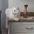 Van kedisi ve British Longhair kırması yüksek sesli ve sürekli bağıran bir kedi fotoğraf
